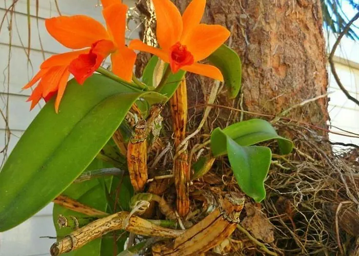 Pousada Orquideas Guarujá